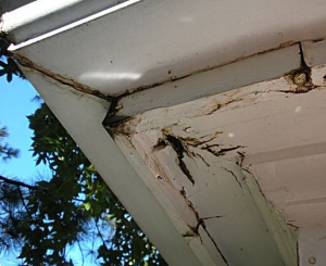 fascia and soffit damage 2