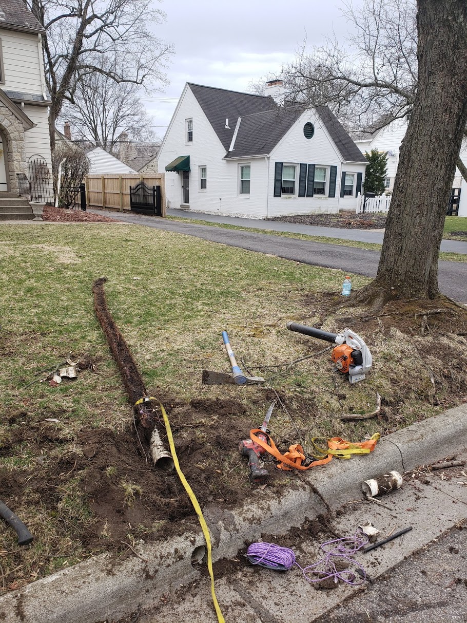 roots in pipe laid out on ground