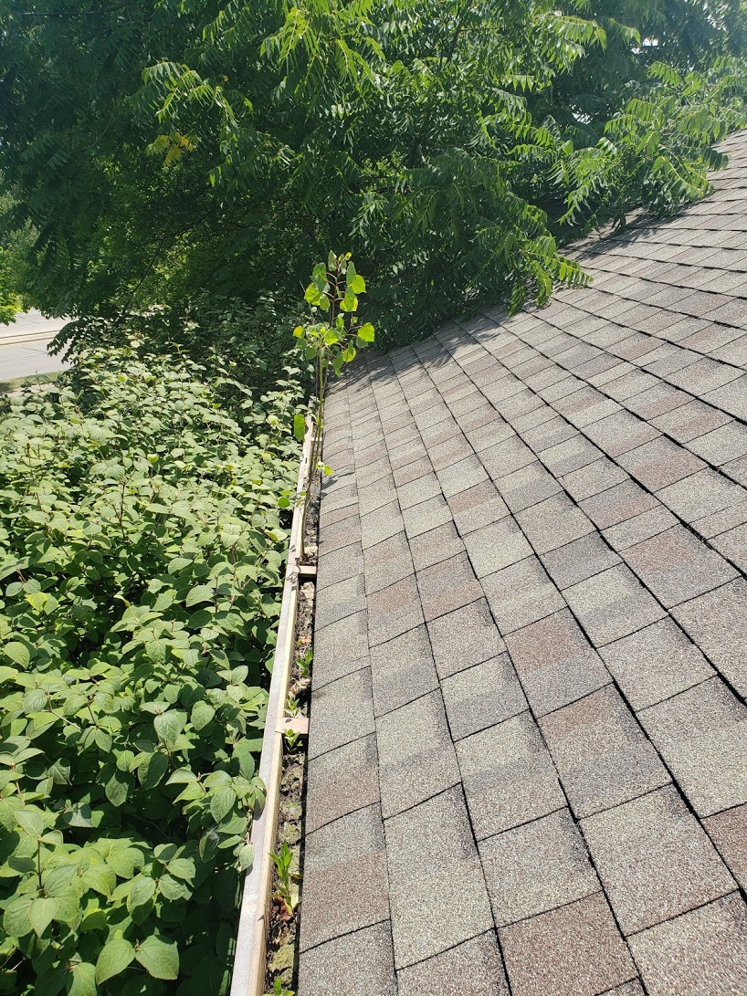 tree in gutter